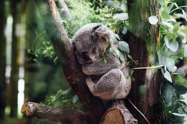 Ilustrasi cara beli tiket Kebun Binatang Ragunan 2024, sumber: unsplash/JordanWhitt