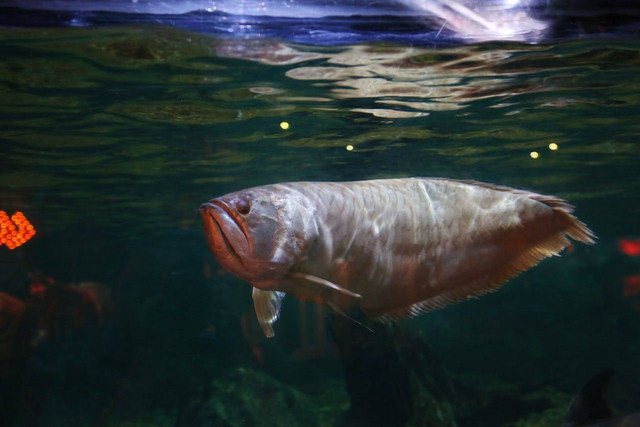 Ilustrasi Ikan Arwana Anakan. Foto: Pexels