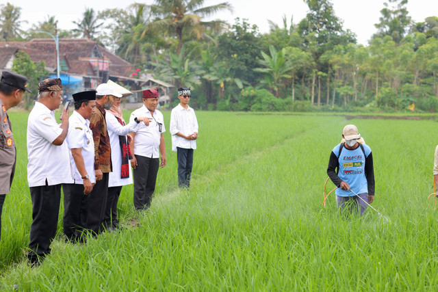 Pemkab Banyuwangi saat memeriksa lahan budidaya beras organik. Foto: Dok. Istimewa