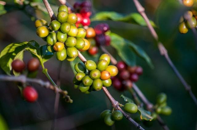 Ilustrasi Penyakit Utama Tanaman Kopi. Foto: dok. Unsplash/Rodrigo Flores