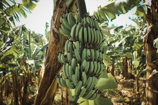 Ilustrasi Hama dan Penyakit Tanaman Pisang. Foto: dok. Unsplash/Jametlene Reskp