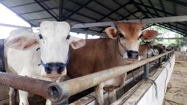 Hewan kurban yang ada di Rumah Potong Hewan (RPH) Ruminansia, Kota Manado