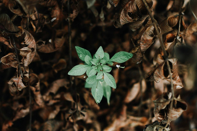 Ilustrasi layu fusarium tanaman. Sumber foto: Unsplash