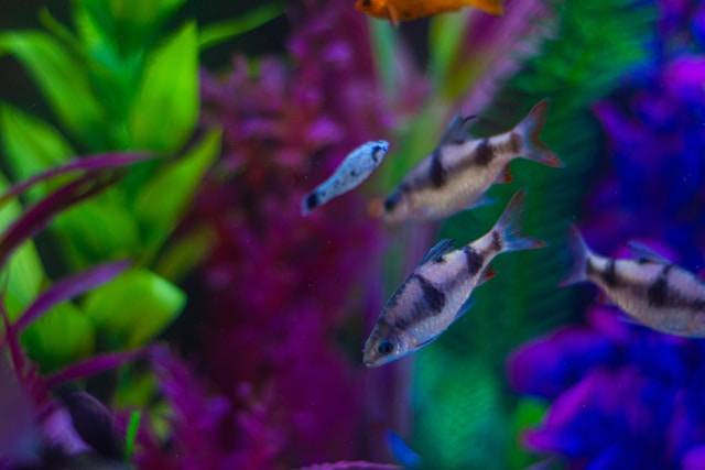Ilustrasi jenis ikan hias kecil. Foto: Christina Gillette/Unsplash