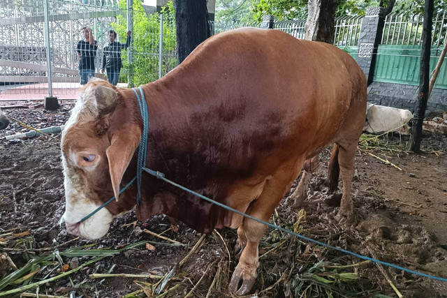 Sapi kurban Idul Adha milik Ketum PDIP Megawati Soekarnoputri di Masjid Istiqlal, Jakarta, Minggu (16/6/2024). Foto: Hedi/kumparan