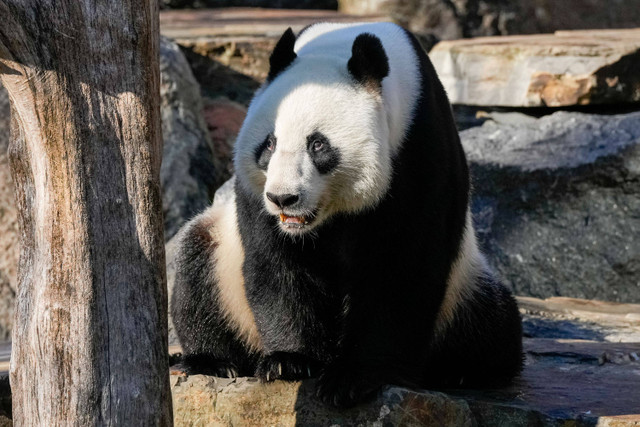 Panda bernama Wang Wang terlihat saat kunjungan Perdana Menteri China Li Qiang ke Kebun Binatang Adelaide di Adelaide, Australia, Minggu (16/6/2024). Foto: Asanka Ratnayake / POOL / AFP