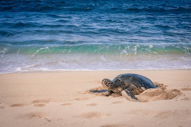 Ilustrasi Sukamade Beach. Sumber: Unsplash/Amanda Phung