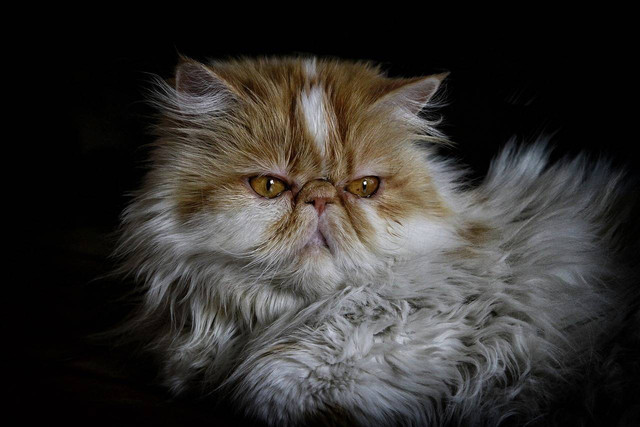 ilustrasi kucing persia peaknose (Pixabay)
