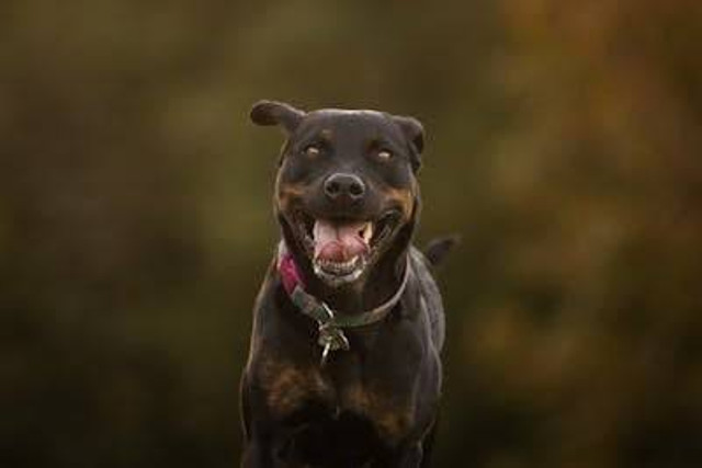 Ilustrasi tips memelihara anjing rottweiler. Foto: Pexels