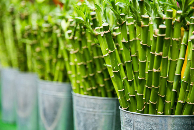 Ilustrasi tanaman bambu air. Sumber foto: Unsplash