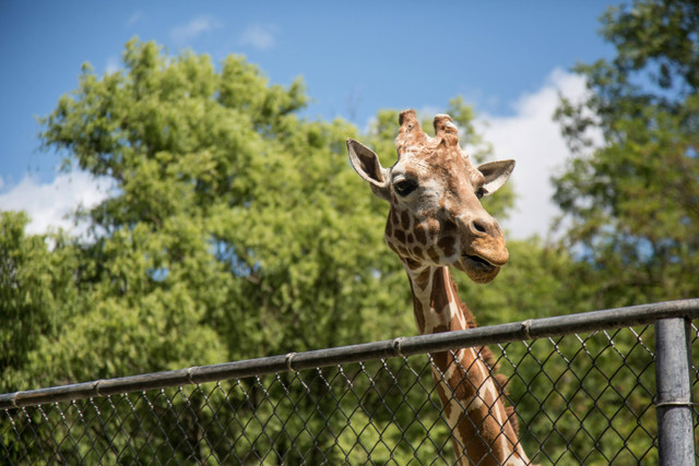 Cara Beli Tiket Masuk Ragunan Online. Foto hanya sebagai ilustrasi, bukan tempat sebenarnya. Sumber: Unsplash/Alexander Ross.