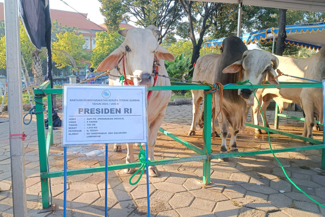 Sapi kurban Idul Adha 1445 H milik Presiden Joko Widodo di Masjid Al-Akbar Surabaya, Senin (17/6/2024). Foto: Farusma Okta Verdian/kumparan