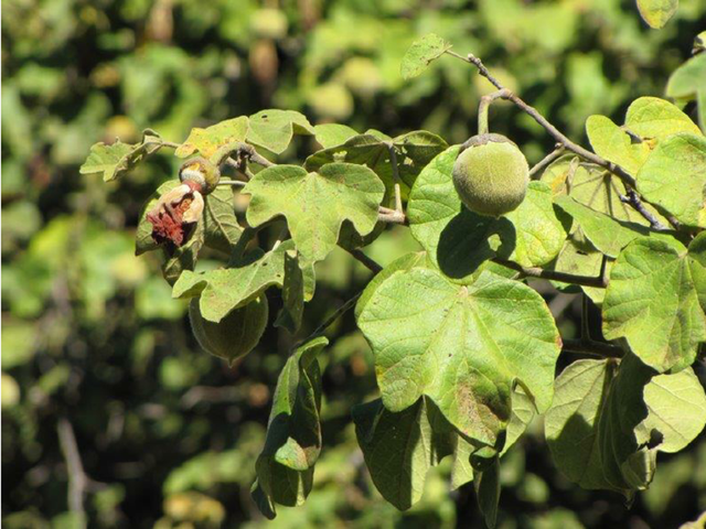 Azanza garckeana: Obat herbal asal Afrika (Sumber: researchgate.net)