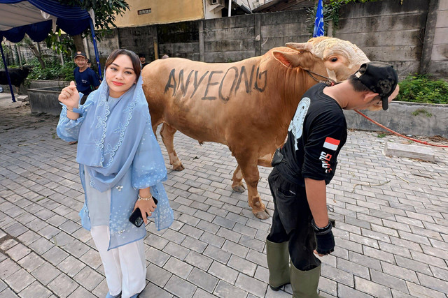 Anyeong dan Haseyo, dua sapi kurban dari Zita Anjani. Foto: Dok. Istimewa