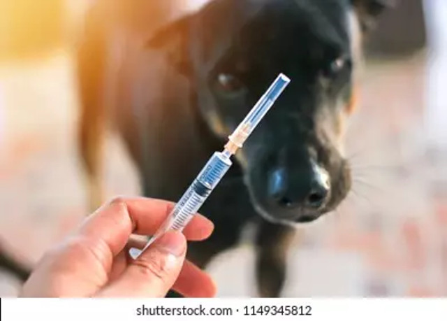 ilustrasi vaksin anjing dalam mencegah rabies. Sumber: shutterstock
