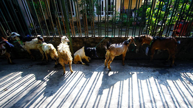 Sejumlah.hewan kurban yang akan dipotong di Kelurahan Lorok Pakjo Palembang, Senin (17/6) Foto: ary priyanto/urban id