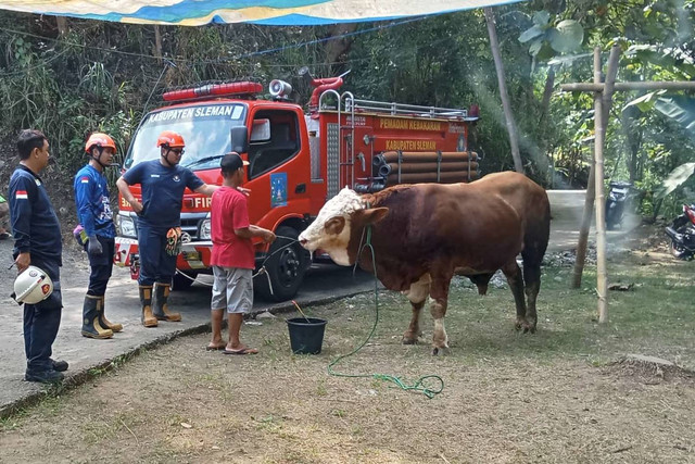 Petugas pemadam kebakaran berhasil mengevakuasi sapi kurban yang masuk ke jurang di Prambanan, Sleman, Senin (17/6/2024). Foto: Dok. Istimewa