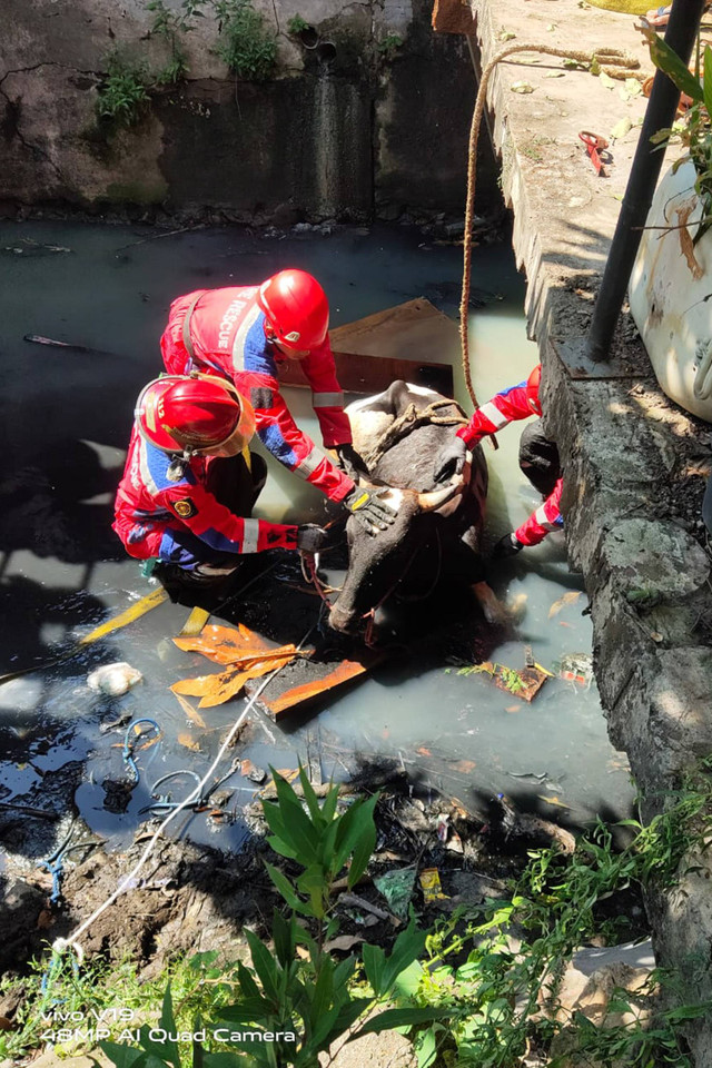 Seekor sapi tercebur di Sungai Jalan Mejoyo II, Kecamatan Rungkut, Surabaya, Senin (17/6/2024). Foto: Dok. Command Center 112 Surabaya