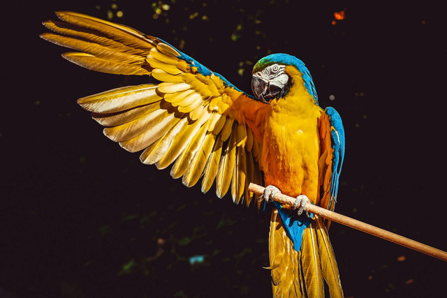 Ilustrasi burung beo. Sumber foto: Unsplash