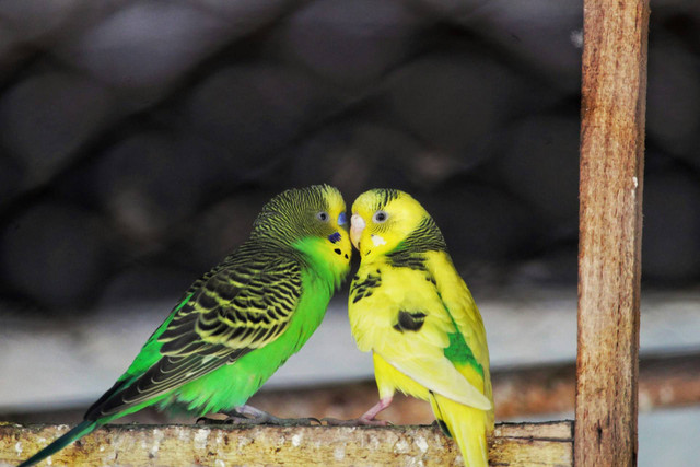 Ilustrasi burung parkit. Sumber foto: unsplash