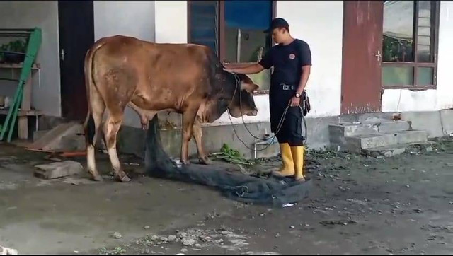 Seekor sapi kurban lepas dan menabrak tiga orang di Pedukuhan Samberembe, Kelurahan Candibinangun, Kapanewon Pakem, Kabupaten Sleman, Senin (17/6/2024). Foto: TRC BPBD Sleman