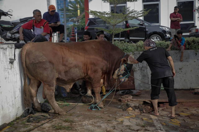 Pekerja bersiap menyembelih hewan kurban di Kantor DPP PKS Jalan TB Simatupang, Jakarta Selatan, Selasa (18/6/2024). Foto: Jamal Ramadhan/kumparan