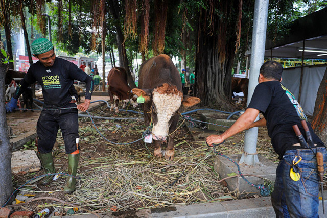 Sejumlah petugas bersiap menyembelih sapi kurban, di halaman Masjid Istiqlal, Jakarta, Selasa (18/6/2024). Foto: Iqbal Firdaus/kumparan