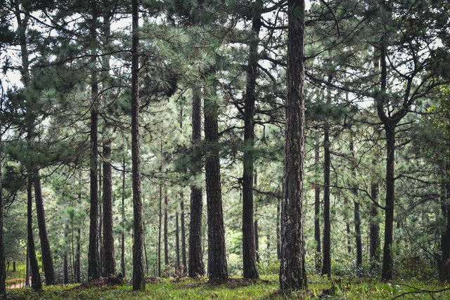 Wana Wisata Sreni Indah. Foto hanya ilustrasi, bukan tempat yang sebenarnya. Sumber: unsplash.com/Alejandro Alas.