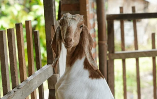 Hari Raya Qurban dan Daging. Foto: www.shutterstock.com