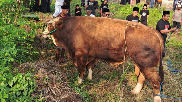 Nakula, sapi kurban seberat 1,2 ton yang disembelih di Pondok Pesantren Minggir asuhan Gus Muwafiq. Foto: Istimewa