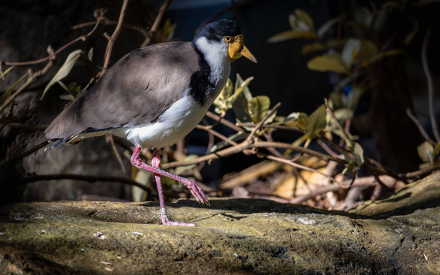 Javan lapwing Foto: Wirestock Creators/Shutterstock