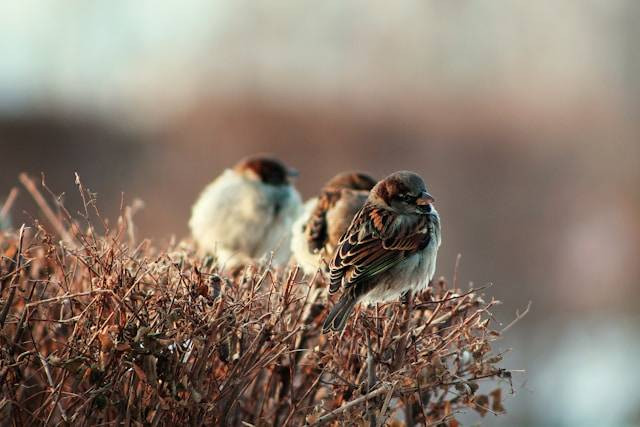 Apakah Burung Pipit Herbivora? Foto Hanya Ilustrasi. Sumber Foto: Unsplash.com/P A