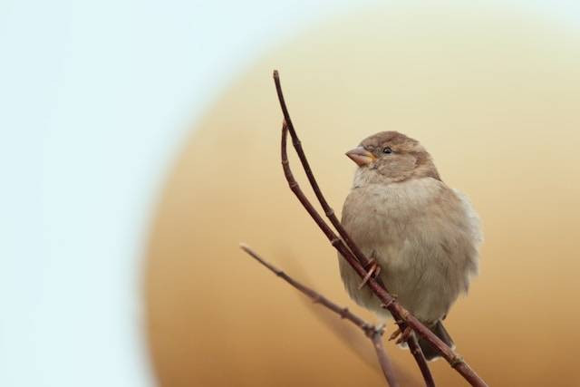 Apakah Burung Pipit Makan Belalang? Foto Hanya Ilustrasi. Sumber Foto: Unsplash.com/Łukasz Rawa