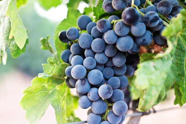 Ilustrasi Hama Pada Tanaman Anggur. Sumber: Unsplash