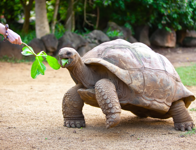 Kura-kura umur panjang (sumber: https://pixabay.com/id/)