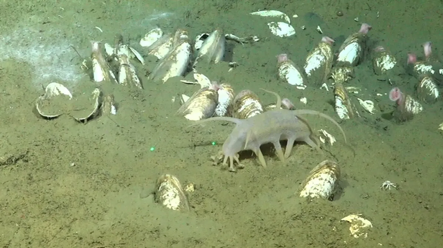 Makhluk misterius mirip babi ditemukan sedang berjalan di laut dalam.  Foto: ROV SuBastian/Schmidt Ocean Institute