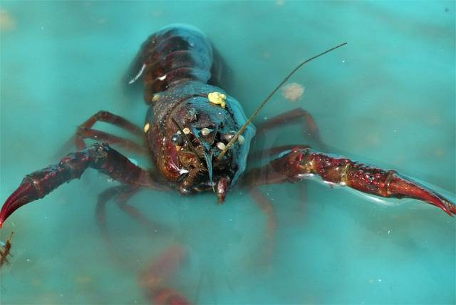 Ilustrasi tips budidaya lobster air tawar. Foto: Pixabay