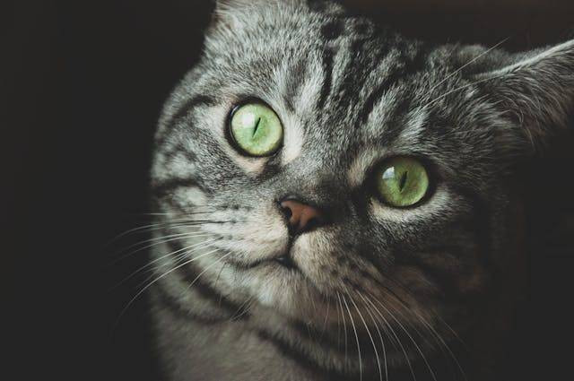 Bagaimana Cara Kucing Melihat Manusia? Foto Hanya Ilustrasi. Sumber Foto: Unsplash.com/Gabriel Crişan