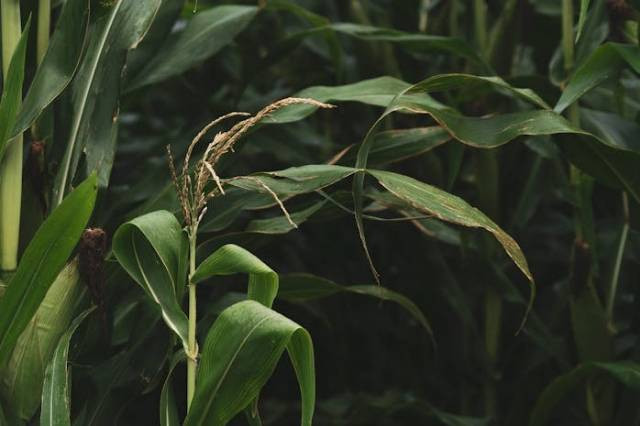 Ilustrasi hama pada tanaman jagung, sumber foto: Los Muertos Crew by pexels.com