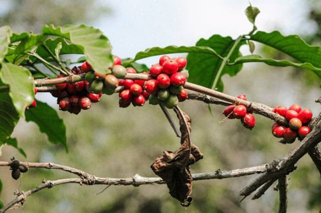 Ilustrasi hama pada tanaman kopi, sumber foto: Umar Andrabi by pexels.com