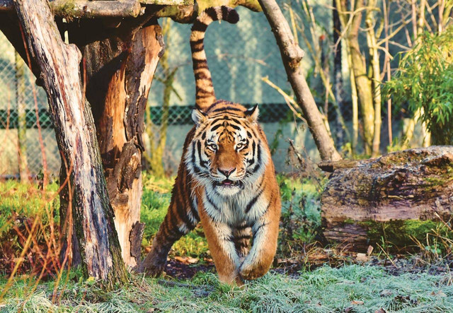 Ilustrasi Harimau di Hutan, Sumber: Pexels