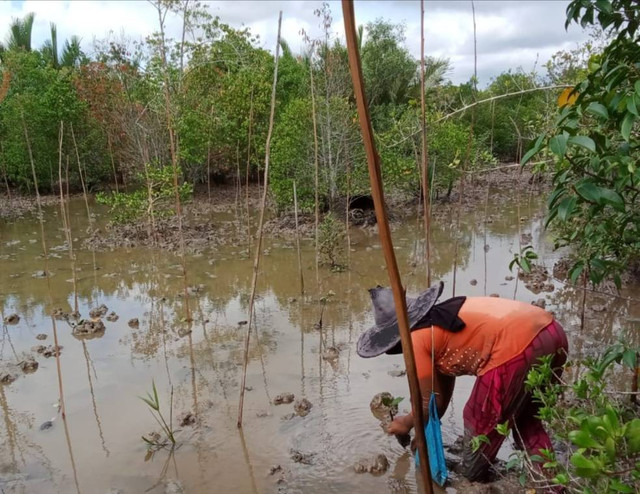 Penanaman dan pemeliharaan mangrove KTH Manrove Bersinar