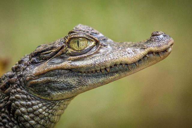 Ilustrasi Mengenal Hewan Reptil. Foto Unsplash/Gaetano Cessati