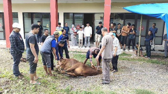 Dokumentasi Kegiatan: Rayakan Idul Adha 1445 H Sivitas Akademika UPMK Gelar Penyembelihan Hewan Qurban