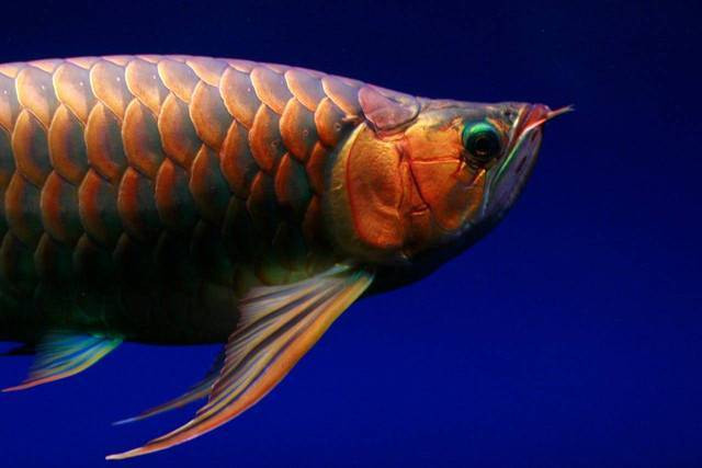 Ilustrasi Ikan Arwana Anakan. Foto: Pexels