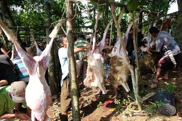 Ilustrasi manfaat torpedo kambing. Foto: ANTARA FOTO/Anis Efizudin