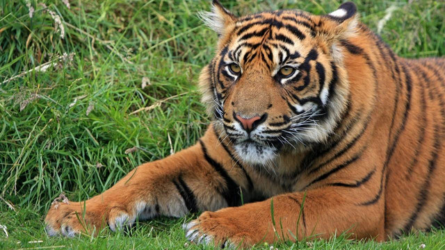 Ilustrasi Harimau Sumatera. Foto: Pixabay