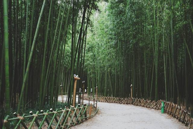 Taman Bambu. Ilustrasi Foto hanya ilustrasi, bukan tempat sebenarnya.Sumber:Unsplash/Manh Doi