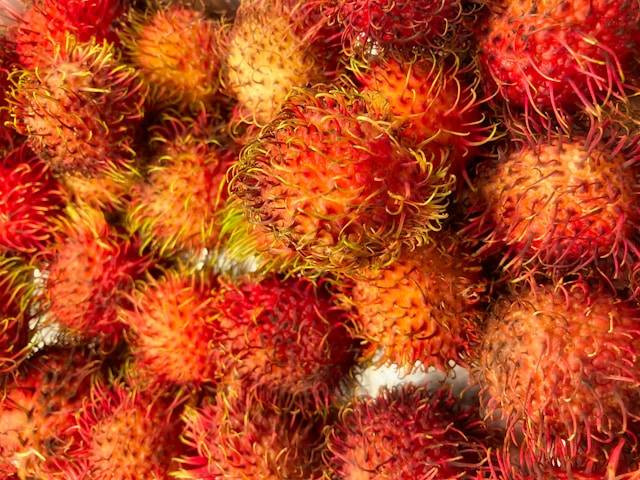 Ilustrasi Tips Agar Tanaman Rambutan Cepat Berbuah. Foto: dok. Unsplash/Acton Crawford