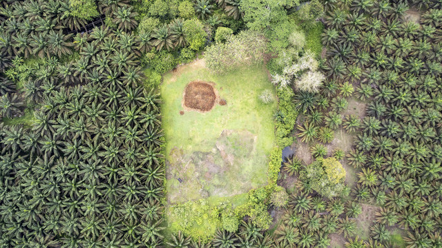 Foto udara Candi Teluk 2 yang lokasinya dikelilingi perkebunan kelapa sawit di Muaro Jambi, Jambi, Kamis (20/6/2024). Foto: ANTARA FOTO/Wahdi Septiawan